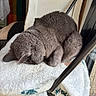 Baloo a rejoint le concours — aidez-le/la à gagner de superbes lots ! animal, blanket, cat, chair, cozy, curled_up, domestic_cat, fur, furniture, gray_cat, home, indoor, napping, pet, quiet, relaxation, resting, sleeping, soft_texture, warm_light