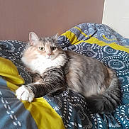 Saya a rejoint le concours — aidez-le/la à gagner de superbes lots ! animal, bed, blanket, blue, cat, cozy, cute, domestic_cat, feline, fluffy, fur, gray, indoor, looking_at_camera, patterned_blanket, pet, relaxed, resting, white, yellow