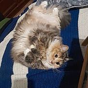 Saya participe au concours pour gagner de l'argent avec cette photo : cat, fluffy, lying_down, crocheted_blanket, blue_blanket, white_blanket, gray_blanket, indoor, wooden_floor, furniture, pet, cute, relaxed, animal, fur, whiskers, paws, home, cozy, curious