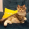 Saya a rejoint le concours — aidez-le/la à gagner de superbes lots ! cat, fluffy, chair, yellow_pillow, indoor, pet, relaxed, feline, fur, sitting, looking_at_camera, wooden_floor, domestic, comfortable, cozy, home, cute, animal, portrait, resting