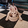 Bella a rejoint le concours — aidez-le/la à gagner de superbes lots ! dog, puppy, husky, pet, food_bowl, feeding, floor, checkered_floor, indoor, living_room, couch, furniture, tail_wagging, canine, animal, cute, playful, domestic, brown_eyes, fur