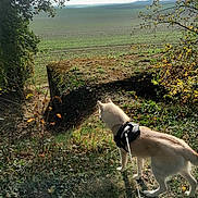 Bella participe au concours pour gagner de l'argent avec cette photo : dog, harness, leash, grass, field, trees, shrubs, sunlight, nature, outdoor, animal, canine, fur, greenery, landscape, dirt, curious, walking, daylight, scenery