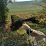 dog, harness, leash, grass, field, trees, shrubs, sunlight, nature, outdoor, animal, canine, fur, greenery, landscape, dirt, curious, walking, daylight, scenery