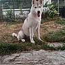 dog, husky, puppy, grass, garden, fence, outdoor, pet, canine, smiling, sitting, nature, yard, fur, tongue_out, cute, animal, playful, young, friendly