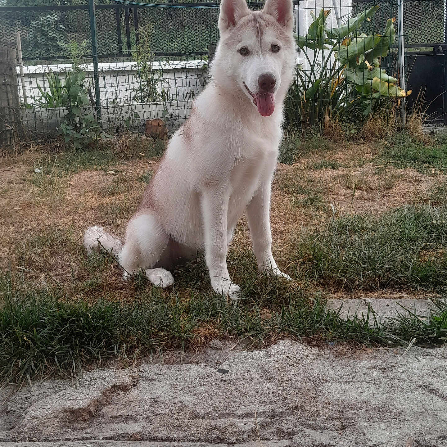 Bella participe au concours pour gagner de l'argent avec cette photo : dog, husky, puppy, grass, garden, fence, outdoor, pet, canine, smiling, sitting, nature, yard, fur, tongue_out, cute, animal, playful, young, friendly
