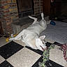 Bella participe au concours pour gagner de l'argent avec cette photo : dog, husky, indoor, floor, checkered_floor, toy, rope_toy, playful, pet, lying_down, brick_fireplace, rug, chewing, canine, home, animal, white_dog, black_and_white_floor, relaxing, fun