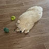 puppy, dog, sleeping, fluffy, white, toy, floor, wooden_floor, indoor, pet, animal, cute, resting, small_dog, domestic_animal, play_toy, peaceful, cozy, fur, nap