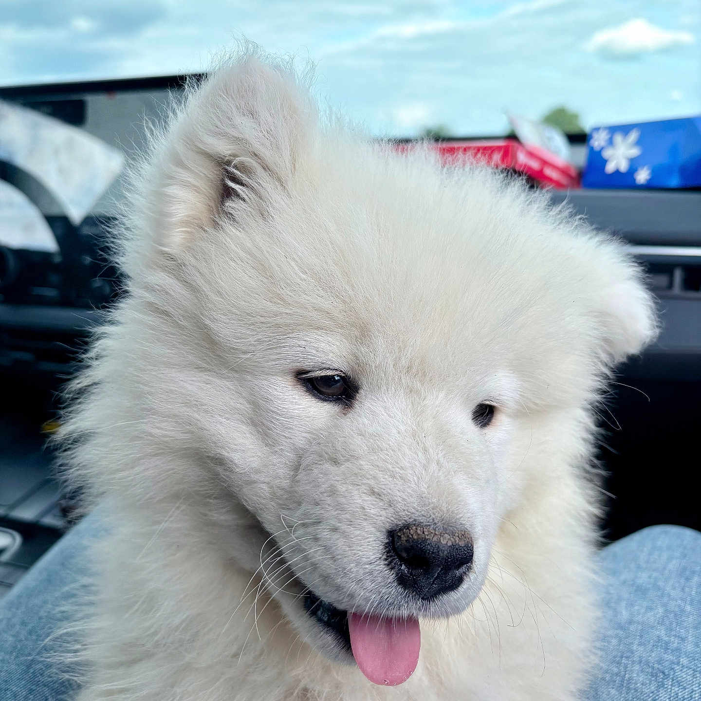Lumi a rejoint le concours — aidez-le/la à gagner de superbes lots ! puppy, dog, white_fur, tongue_out, fluffy, pet, animal, car_interior, lap, blue_sky, clouds, window, seat, cute, young_dog, companion, domestic_animal, fur, portrait, outdoor_light