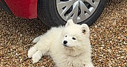 Lumi a rejoint le concours — aidez-le/la à gagner de superbes lots ! puppy, dog, white_dog, car, red_car, tire, pebbles, outdoor, pet, animal, fur, laying_down, cute, small_dog, young_dog, side_view, curious, calm, daylight, ground