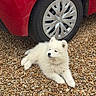 puppy, dog, white_dog, car, red_car, tire, pebbles, outdoor, pet, animal, fur, laying_down, cute, small_dog, young_dog, side_view, curious, calm, daylight, ground