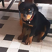 Volf participe au concours pour gagner de l'argent avec cette photo : animal, black_and_white, bottle, collar, companion, curious, cute, dog, domestic_animal, floor, indoor, legs, looking_up, pet, puppy, rottweiler, sitting, table, tile_floor, young_dog