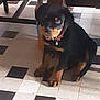 animal, black_and_white, bottle, collar, companion, curious, cute, dog, domestic_animal, floor, indoor, legs, looking_up, pet, puppy, rottweiler, sitting, table, tile_floor, young_dog