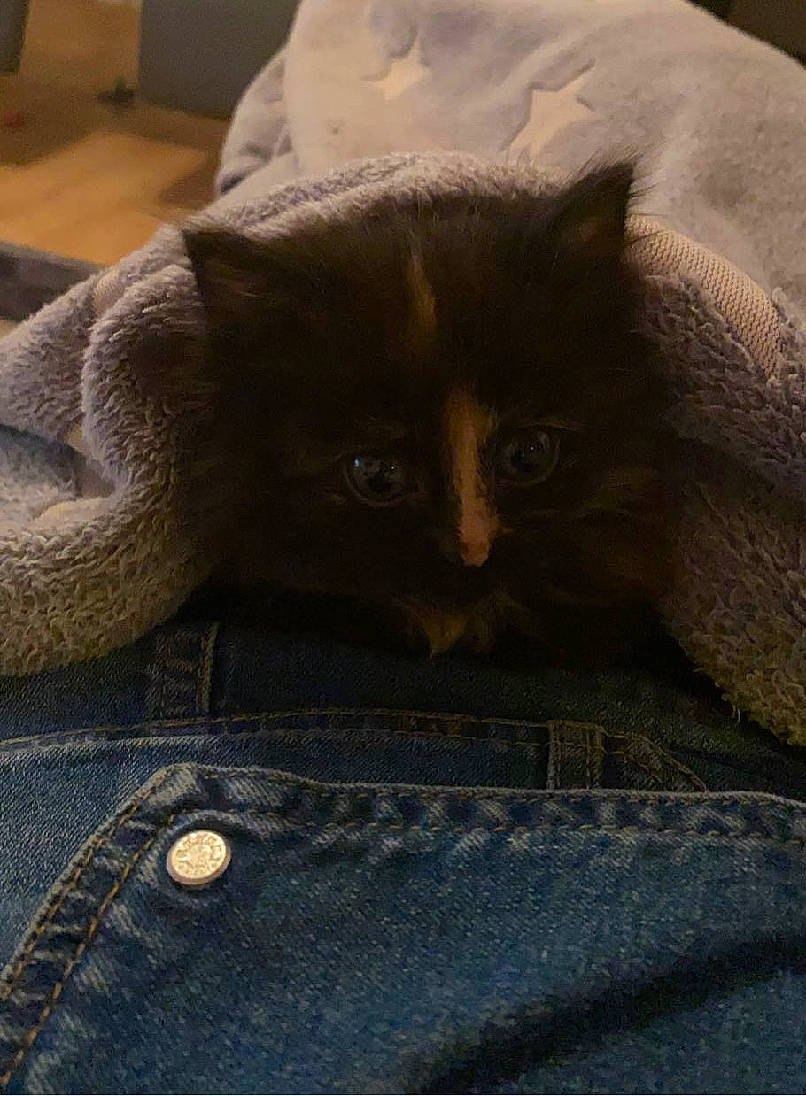 Minuit participe au concours pour gagner de l'argent avec cette photo : bag, black_cat, box, button, carnivore, cat, comfort, denim, domestic_short_haired_cat, fawn, felidae, fur, grey, linens, luggage_and_bags, nap, small_to_medium_sized_cats, snout, whiskers, wood