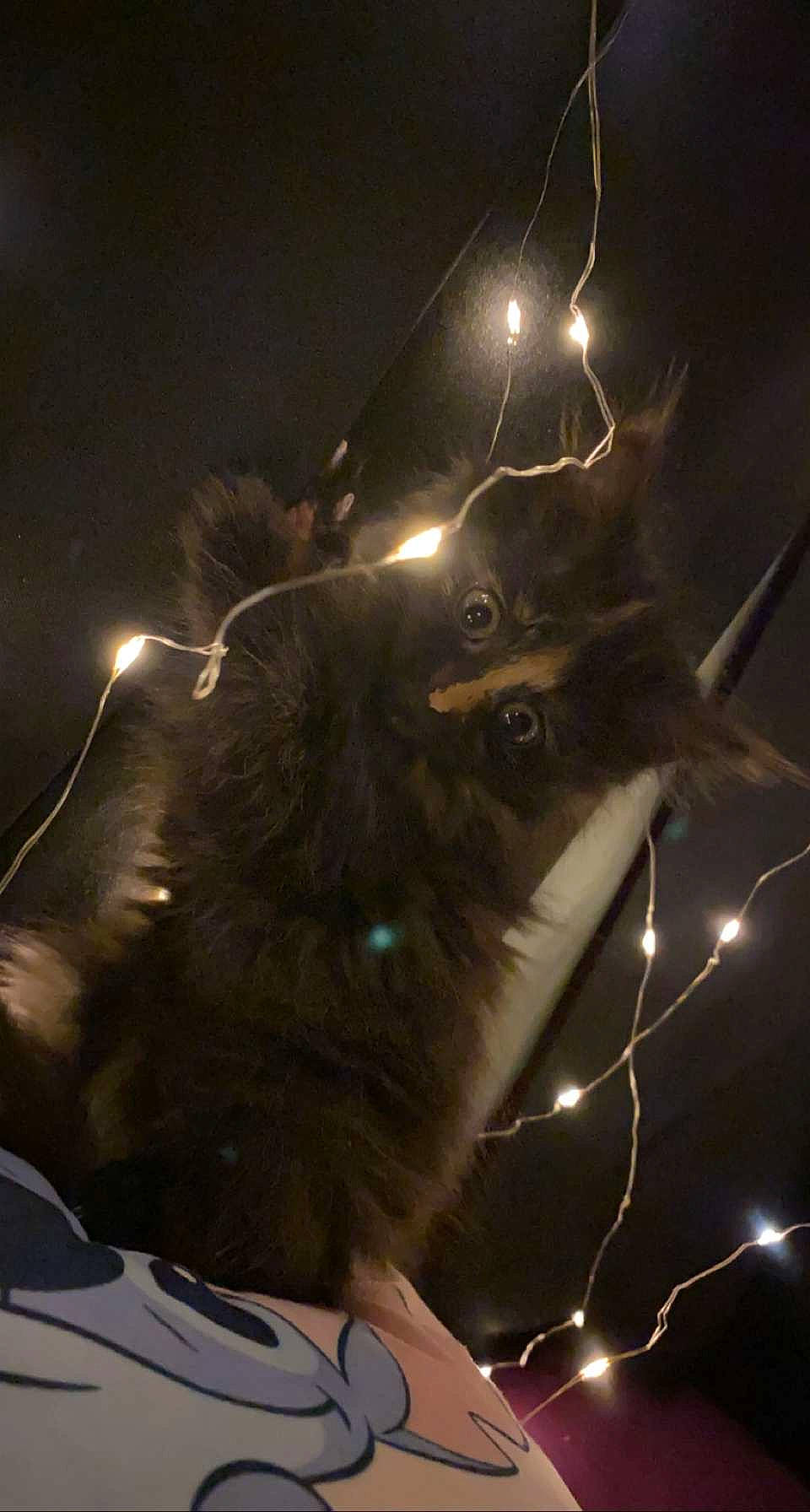 Minuit a rejoint le concours — aidez-le/la à gagner de superbes lots ! automotive_lighting, carnivore, cat, darkness, electric_blue, electricity, event, felidae, flash_photography, fur, holiday, lens_flare, light, midnight, recreation, sky, small_to_medium_sized_cats, space, tree, whiskers