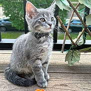 Grayson joined the competition — help win amazing prizes! kitten, cat, gray_cat, tabby, collar, outdoor, wooden_deck, flower, orange_flower, leafy_trellis, greenery, parked_cars, pet, animal, whiskers, ears, curious, sitting, young_cat, nature