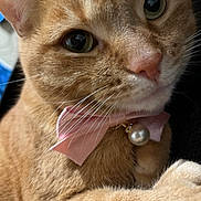 Fiona joined the competition — help win amazing prizes! animal, cat, close_up, closeup, curious, cute, domestic_cat, eye, feline, fur, indoor, nose, orange_tabby, pearl_charm, pet, pink_bow, portrait, soft_lighting, whiskers