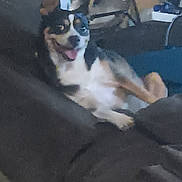Jolee joined the competition — help win amazing prizes! dog, couch, indoor, pet, relaxed, tongue_out, black_and_white, fur, animal, smiling, seated, canine, domestic_animal, resting, living_room, furniture, companion, happy, blurred, cozy