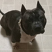 Ace joined the competition — help win amazing prizes! dog, black_dog, white_chest, spiked_collar, ears_cropped, pet, animal, indoor, floor_tiles, looking_up, sitting, canine, companion, domestic_animal, alert, fur, paw, indoor_lighting, close_up, house_pet