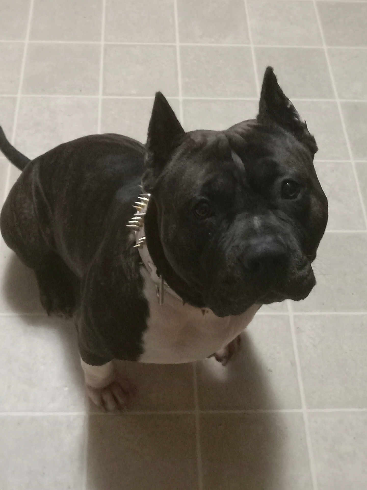 Ace joined the competition — help win amazing prizes! dog, black_dog, white_chest, spiked_collar, ears_cropped, pet, animal, indoor, floor_tiles, looking_up, sitting, canine, companion, domestic_animal, alert, fur, paw, indoor_lighting, close_up, house_pet
