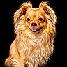 adorable, animal, canine, cute, dog, domestic_animal, fluffy, friendly, fur, golden, happy, isolated, long_hair, looking_at_camera, mammal, pet, portrait, sitting, smiling, studio