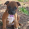 puppy, dog, brown_dog, sitting, outdoor, grass, mulch, park, collar, dog_tag, pink_tag, white_chest, white_paws, short_hair, floppy_ears, black_muzzle, pet, cute, portrait, nature