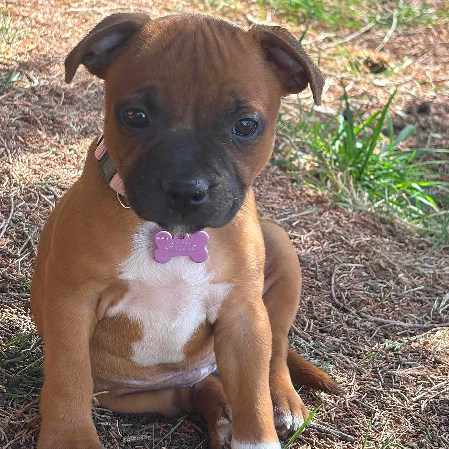 Billie a rejoint le concours — aidez-le/la à gagner de superbes lots ! puppy, dog, brown_dog, sitting, outdoor, grass, mulch, park, collar, dog_tag, pink_tag, white_chest, white_paws, short_hair, floppy_ears, black_muzzle, pet, cute, portrait, nature