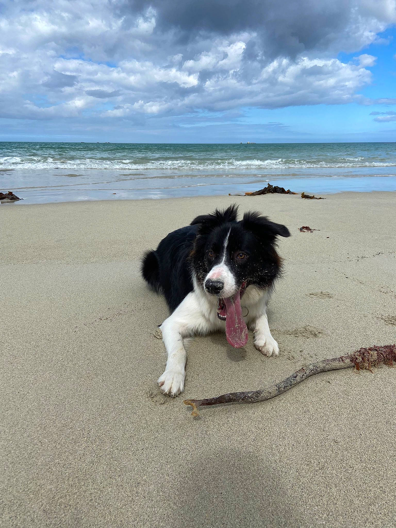 Siska a rejoint le concours — aidez-le/la à gagner de superbes lots ! beach, border_collie, canidae, carnivore, cloud, coast, collar, companion_dog, cumulus, dog, dog_breed, horizon, ocean, sand, sky, sporting_group, water, wave, wind, wind_wave