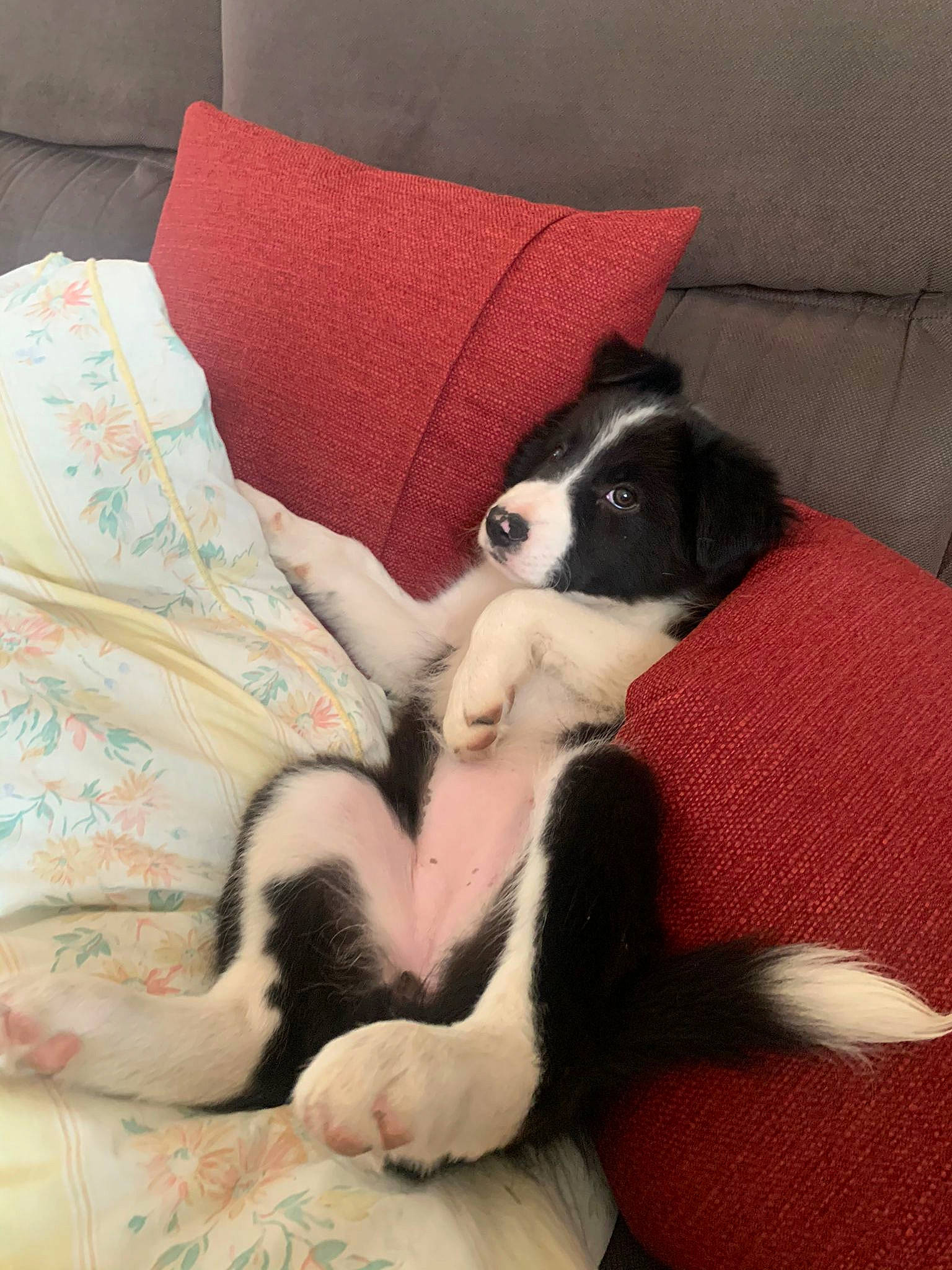 Siska a rejoint le concours — aidez-le/la à gagner de superbes lots ! canidae, carmine, carnivore, comfort, companion_dog, couch, dog, dog_breed, fawn, felidae, fur, linens, nap, non_sporting_group, paw, small_to_medium_sized_cats, sporting_group, tail, terrestrial_animal, working_animal