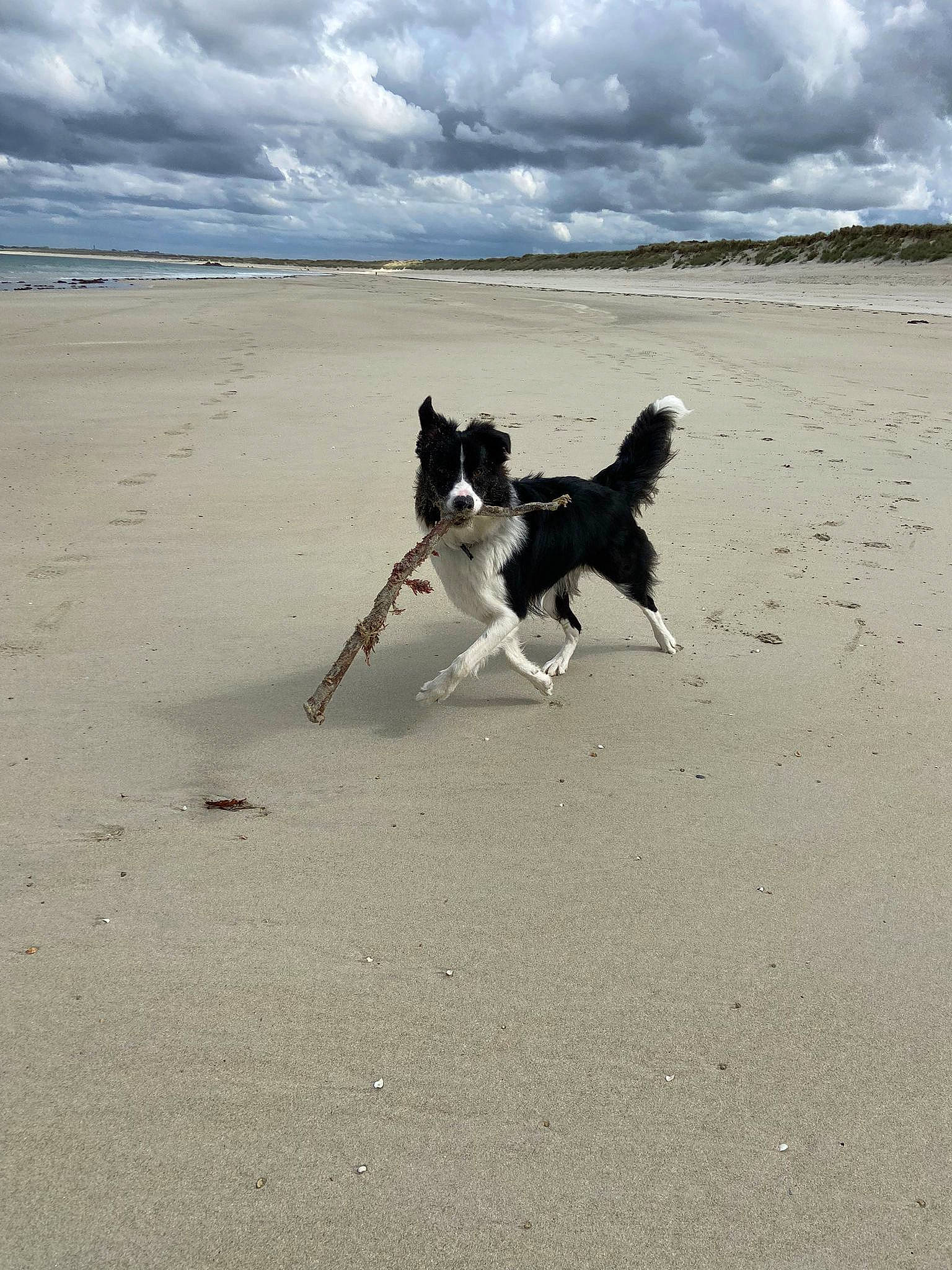 Siska participe au concours pour gagner de l'argent avec cette photo : beach, border_collie, canidae, carnivore, cloud, coast, collar, companion_dog, dog, dog_breed, herding_dog, recreation, sand, shore, sky, sporting_group, tail, water, wind, wind_wave