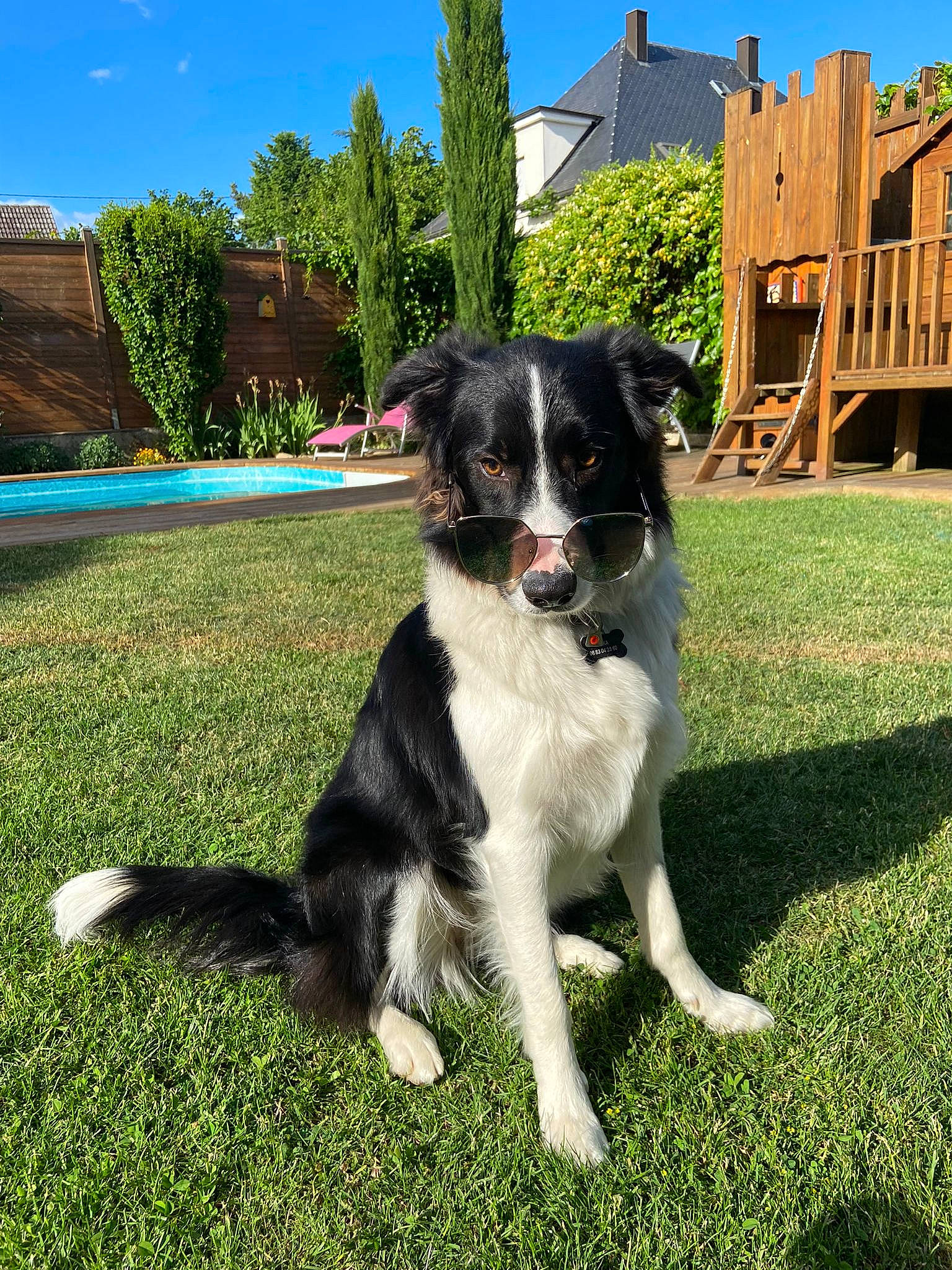 Siska a rejoint le concours — aidez-le/la à gagner de superbes lots ! australian_collie, border_collie, canidae, carnivore, companion_dog, dog, dog_breed, grass, gun_dog, herding_dog, plant, recreation, sky, snout, sporting_group, tail, tree, working_animal, working_dog, yard