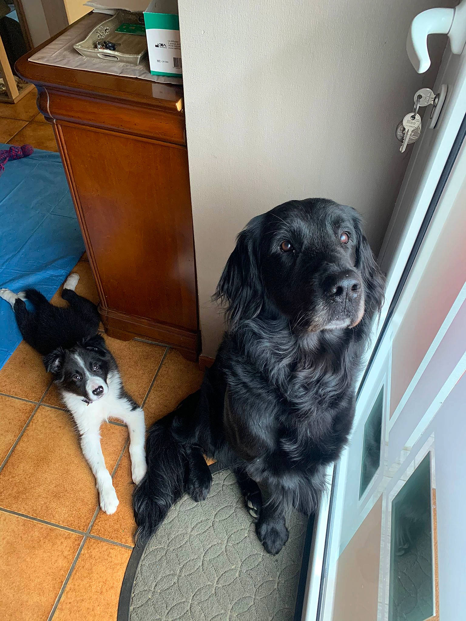 Lasko participe au concours pour gagner de l'argent avec cette photo : borador, cabinetry, carnivore, chair, chest_of_drawers, companion_dog, dog, dog_breed, dog_collar, floor, flooring, fur, gun_dog, hardwood, snout, sporting_group, tail, window, wood, working_animal