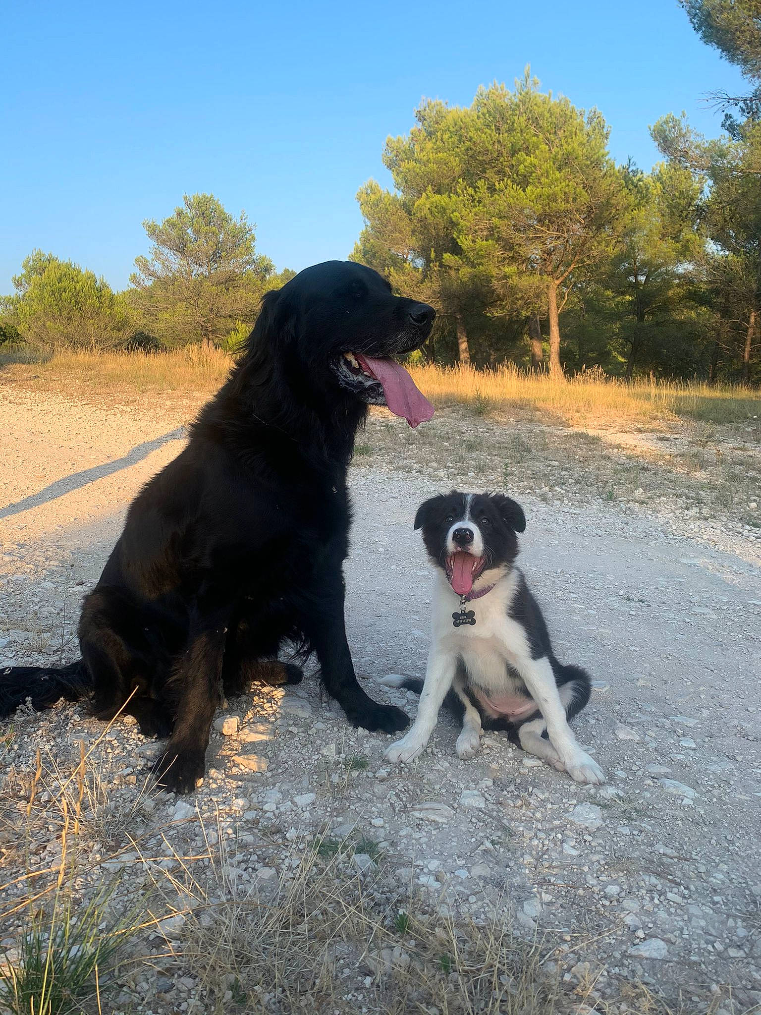 Lasko a rejoint le concours — aidez-le/la à gagner de superbes lots ! adventure, borador, canidae, carnivore, collar, companion_dog, dog, dog_breed, dog_collar, grass, gun_dog, landscape, landseer, plant, sky, soil, sporting_group, tail, tree, working_dog