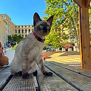 Olga a rejoint le concours — aidez-le/la à gagner de superbes lots ! cat, siamese_cat, kitten, pet, animal, outdoor, wooden_table, wooden_pergola, blue_sky, greenery, tree, urban, building, sunlight, collar, curious, sitting, daylight, nature, park