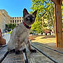 cat, siamese_cat, kitten, pet, animal, outdoor, wooden_table, wooden_pergola, blue_sky, greenery, tree, urban, building, sunlight, collar, curious, sitting, daylight, nature, park