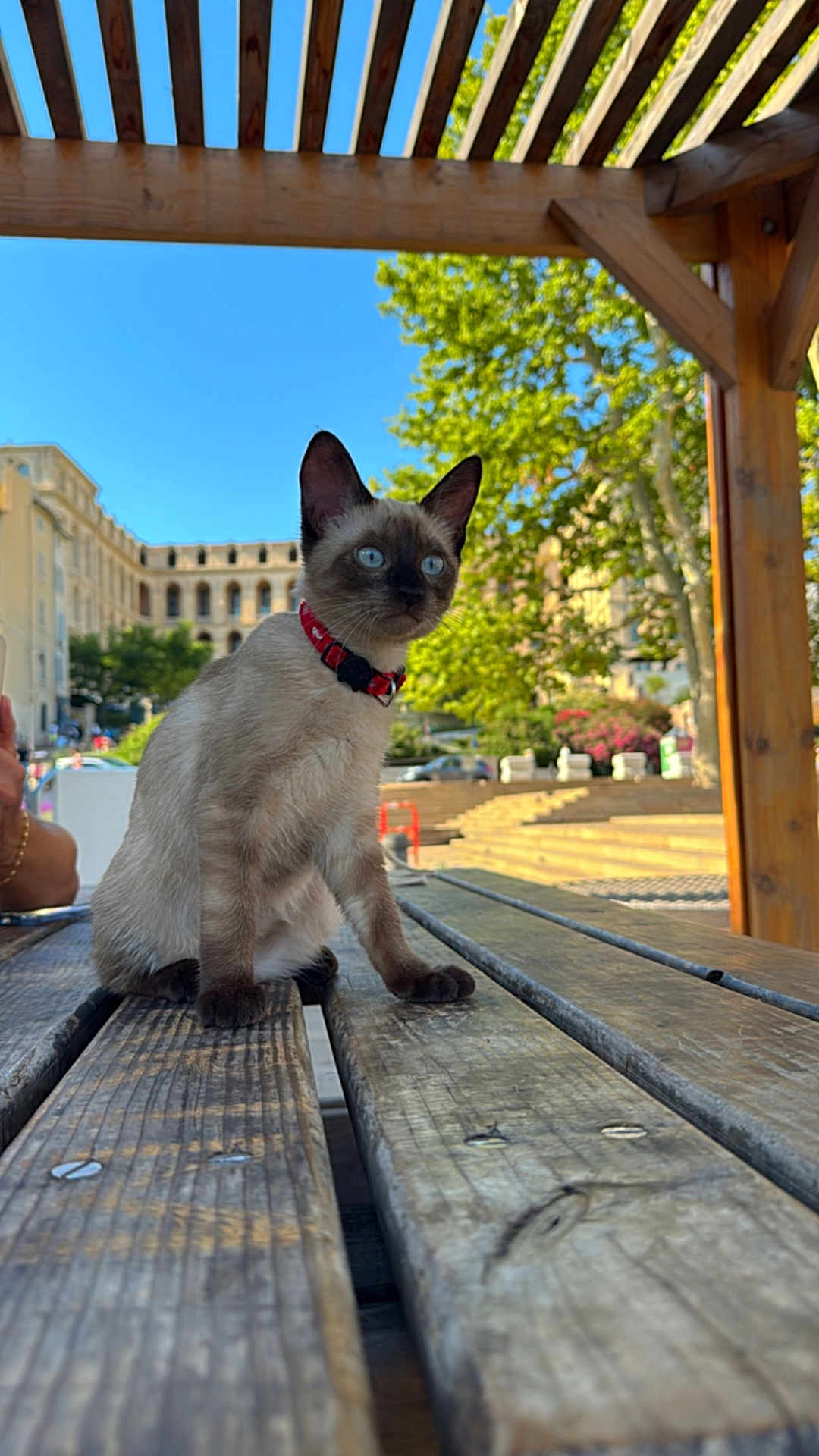 Olga a rejoint le concours — aidez-le/la à gagner de superbes lots ! cat, siamese_cat, kitten, pet, animal, outdoor, wooden_table, wooden_pergola, blue_sky, greenery, tree, urban, building, sunlight, collar, curious, sitting, daylight, nature, park