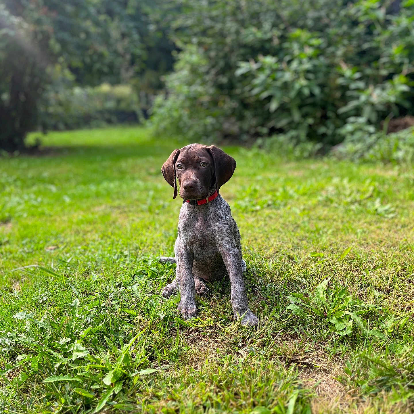 Valy participe au concours pour gagner de l'argent avec cette photo : animal, canine, dog, field, grass, grassland, green, herbal, herbs, hound, land, nature, outdoors, pet, plant, pointer, puppy, soil, tree, vegetation