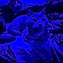Copper is registered to the contest to win money with this photo: animal, art, baby, blue, cat, concert, couch, crowd, furniture, light, painting, person, pet