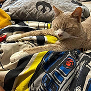 Copper is registered to the contest to win money with this photo: animal, bedroom, blanket, cat, clutter, comfort, cozy, domestic, ears, feline, fur, indoor, patterned_blanket, paws, pet, relaxed, resting, sleeping, soft_lighting, whiskers