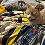 animal, bedroom, blanket, cat, clutter, comfort, cozy, domestic, ears, feline, fur, indoor, patterned_blanket, paws, pet, relaxed, resting, sleeping, soft_lighting, whiskers
