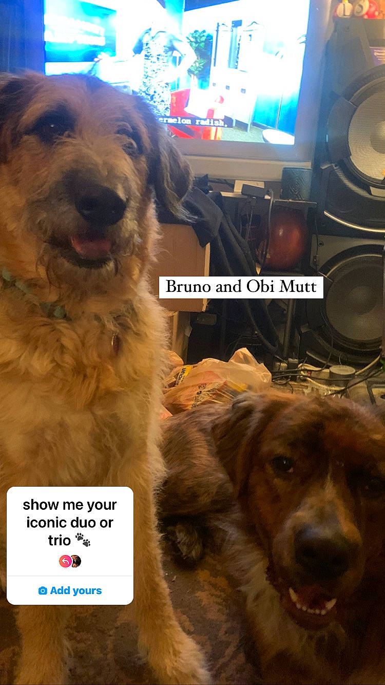 Bruno joined the competition — help win amazing prizes! audio_equipment, canidae, carnivore, companion_dog, display_device, dog, dog_breed, fur, home_appliance, liver, mammal, output_device, photo_caption, snout, sporting_group, studio_monitor, subwoofer, television, television_set, vertebrate