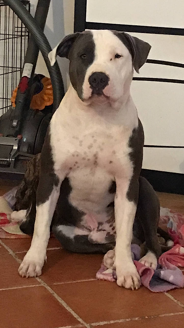 Rosko participe au concours pour gagner de l'argent avec cette photo : backpack, bag, carnivore, collar, companion_dog, dog, dog_breed, dog_collar, fawn, flooring, foot, luggage_and_bags, metal, non_sporting_group, paw, snout, sporting_group, tire, whiskers, working_animal