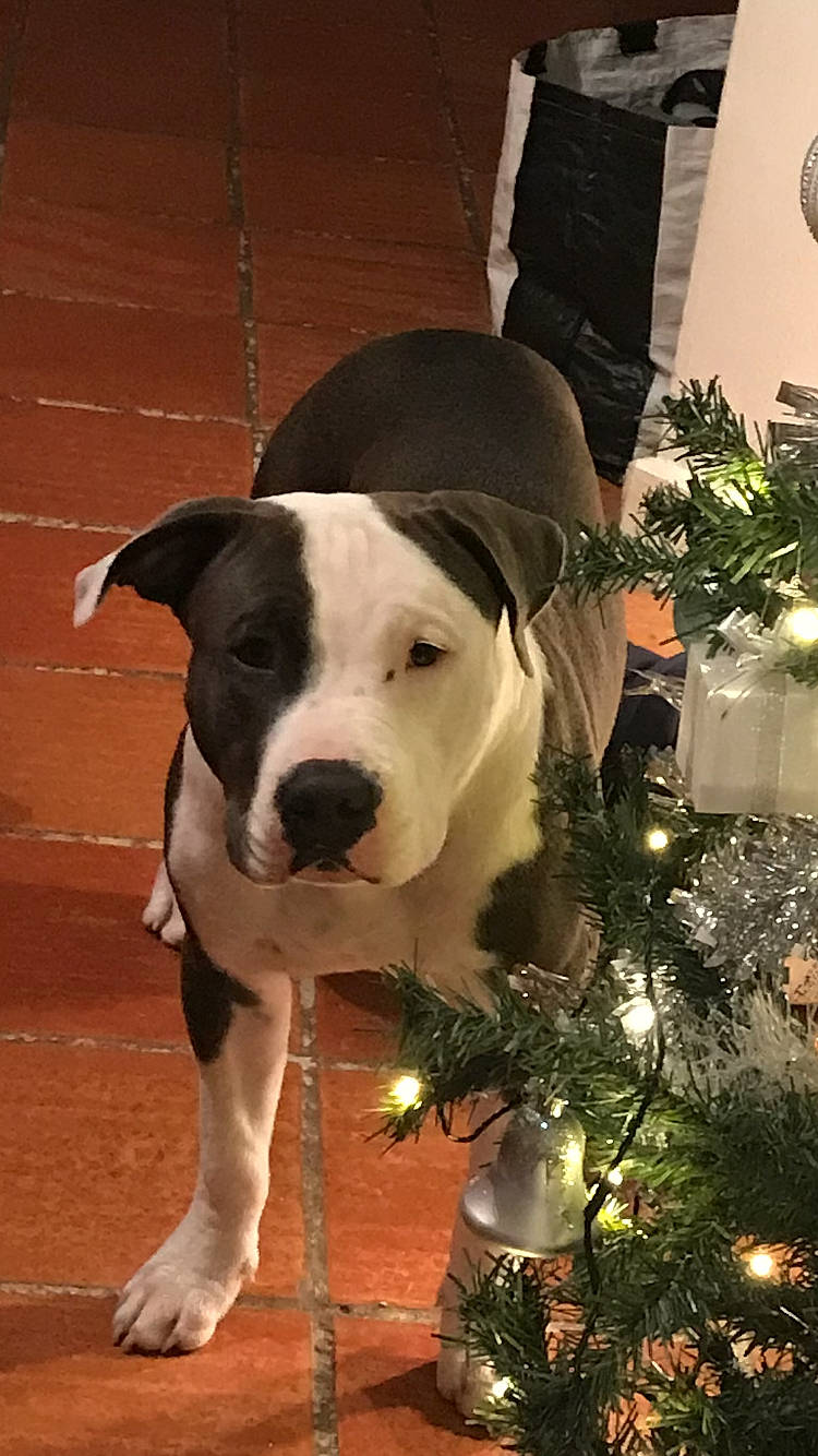 Rosko a rejoint le concours — aidez-le/la à gagner de superbes lots ! canidae, carnivore, collar, companion_dog, dog, dog_breed, dog_collar, dog_supply, event, fawn, guard_dog, holiday, houseplant, plant, snout, sporting_group, tail, whiskers, working_animal, working_dog