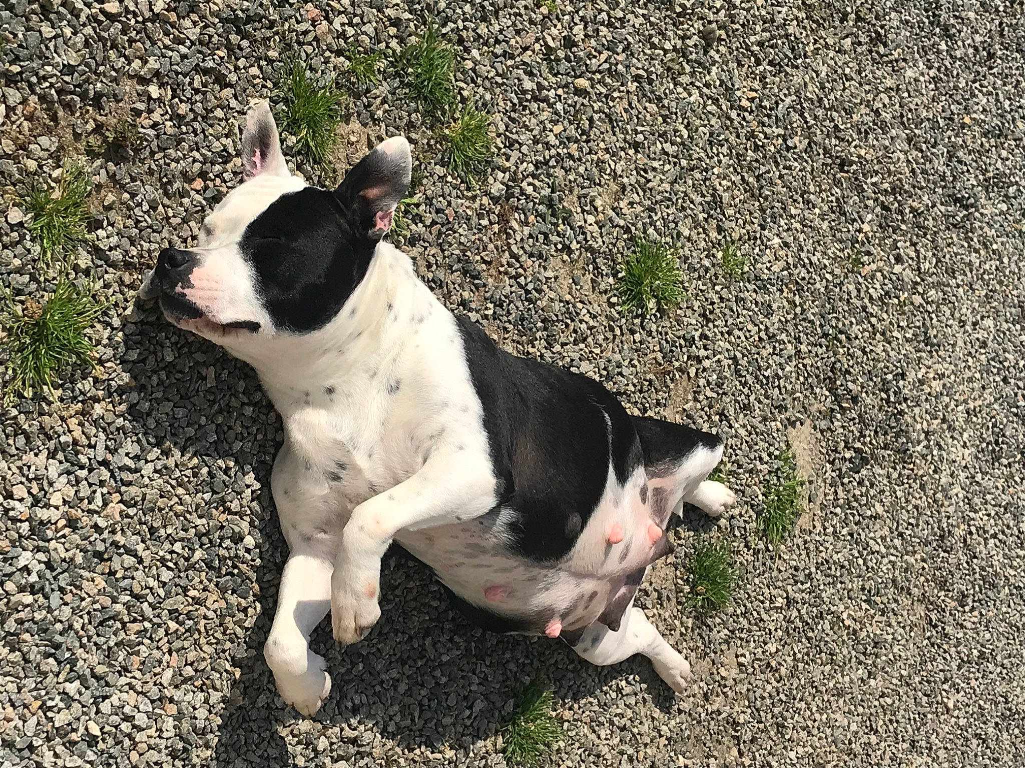 Kaira a rejoint le concours — aidez-le/la à gagner de superbes lots ! boston_terrier, canidae, carnivore, companion_dog, dog, dog_breed, fawn, french_bulldog, grass, mammal, non_sporting_group, puppy, snout, sporting_group, tail, toy_bulldog, vertebrate