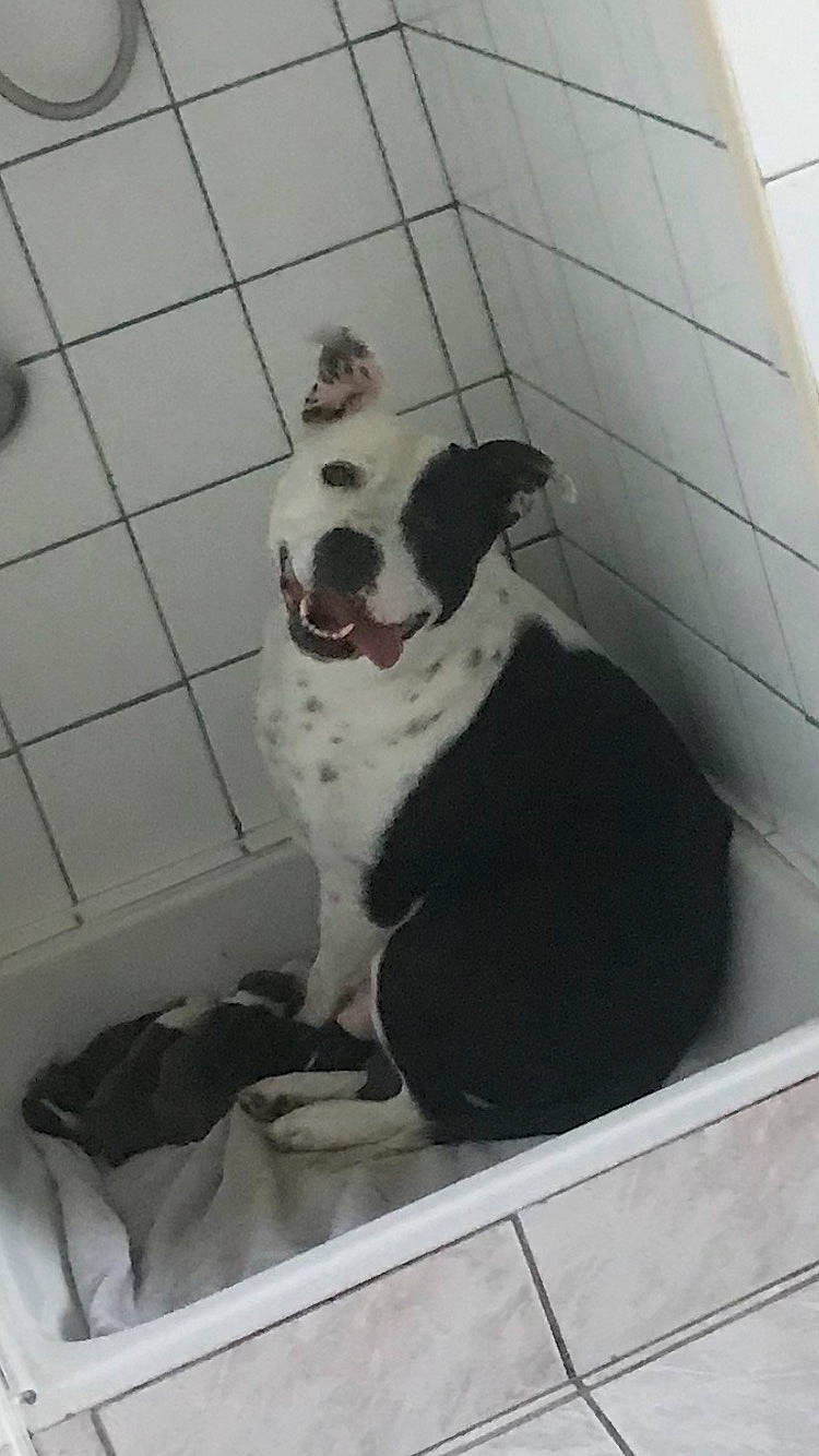 Kaira participe au concours pour gagner de l'argent avec cette photo : american_bulldog, canidae, carnivore, dog, dog_breed, non_sporting_group, pit_bull