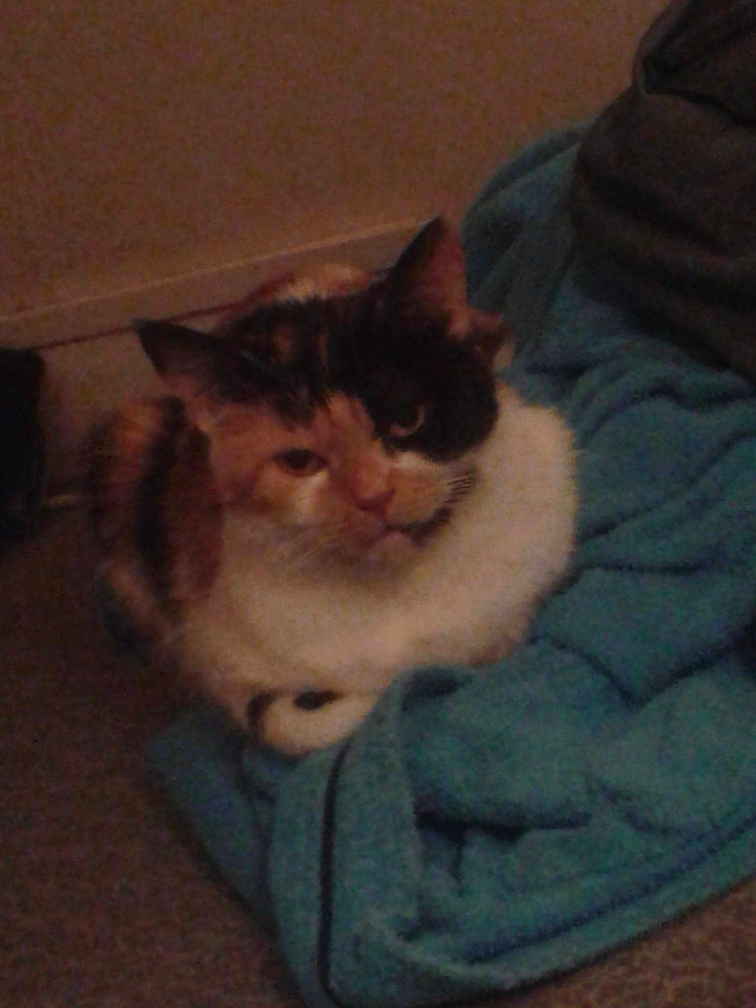 Mika
