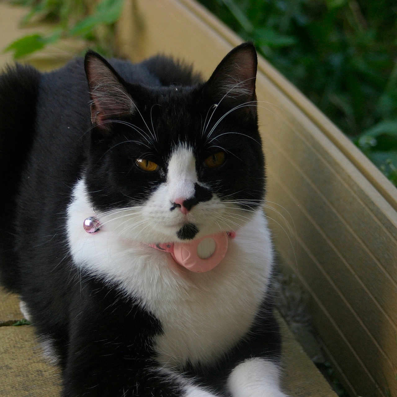 Nova is registered to the contest to win money with this photo: animal, bell, black_and_white, cat, close_up, collar, daylight, ears, eyes, feline, fur, greenery, nature, outdoor, pacifier, pavement, pet, relaxed, whiskers, wooden_border