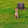 Milo joined the competition — help win amazing prizes! dog, grass, tree_stump, leash, pond, nature, outdoor, animal, canine, greenery, calm, sitting, pet, field, water, reflection, daylight, fur, ears, alert