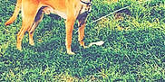 Milo joined the competition — help win amazing prizes! dog, grass, tree_stump, outdoor, animal, pet, canine, brown_dog, leash, collar, nature, field, standing, alert, daytime, fur, ears, photography, phone_screen, camera_interface