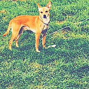 Milo joined the competition — help win amazing prizes! dog, grass, tree_stump, outdoor, animal, pet, canine, brown_dog, leash, collar, nature, field, standing, alert, daytime, fur, ears, photography, phone_screen, camera_interface