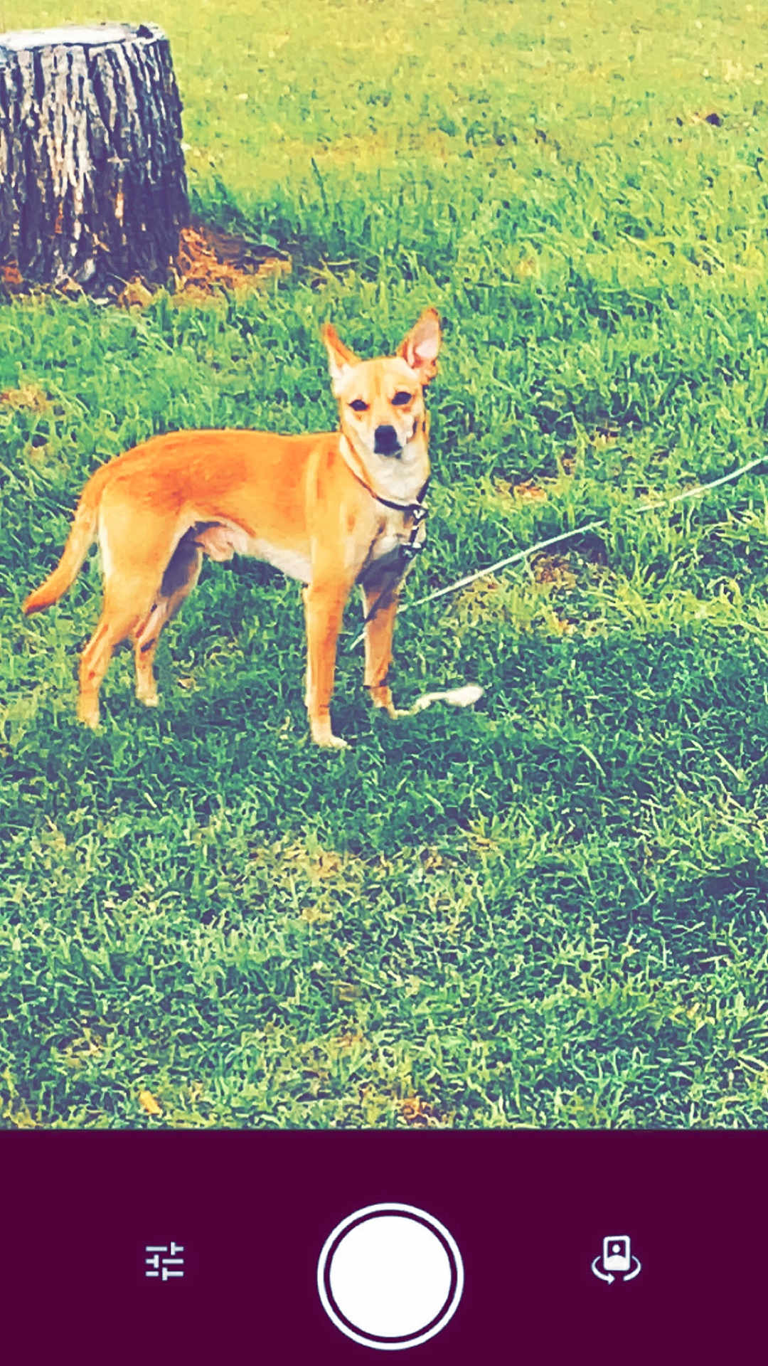 Milo